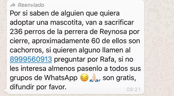 Es falsa información sobre el sacrificio de 236 perros en Reynosa 1 123653187 357383692157246 5749015684382196265 n