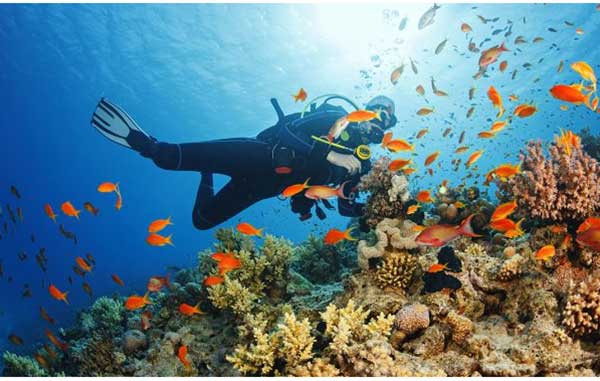 BUCEO
