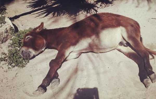 Turistas dan cerveza a burro en Tulum; protestan redes 1 BURRO 2