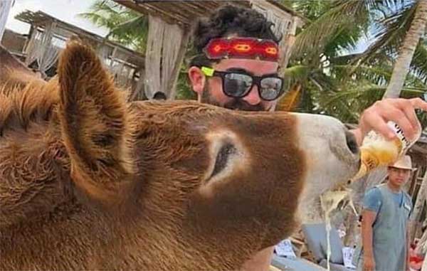 BURRO