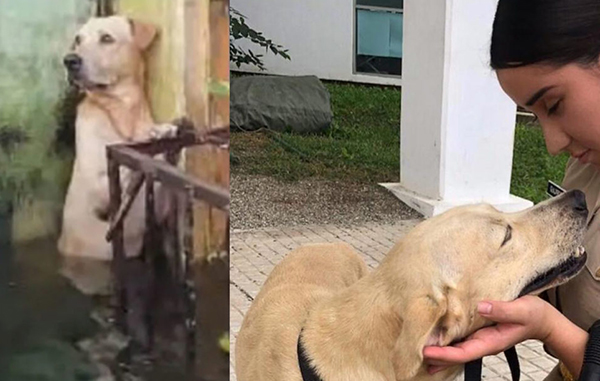 perrito-rescatado-scaled