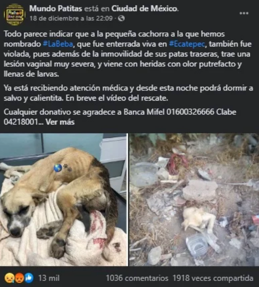 Rescatan a perrita que fue enterrada viva y abusada sexualmente 1 Captura de pantalla 2020 12 22 a las 10.09.42 a.m.
