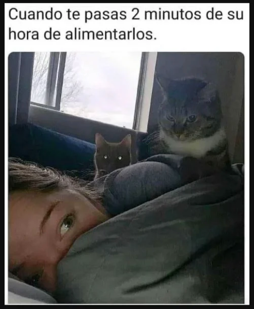 Instagram 2020: el año en memes 7 Captura de pantalla 2020 12 25 a las 12.56.56 p.m.