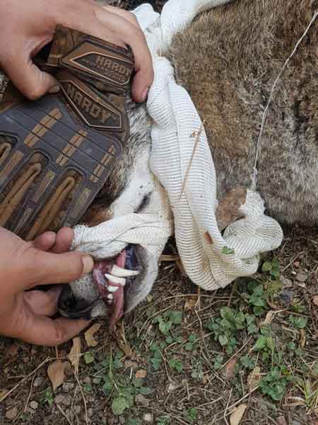 Aparece un coyote ¡en clínica del IMSS! 2 Coyote 1