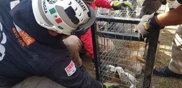 Aparece un coyote ¡en clínica del IMSS! 3 Coyote 2