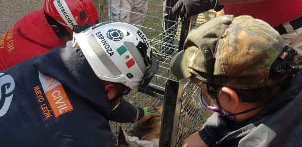 Aparece un coyote ¡en clínica del IMSS! 1 Coyote 4
