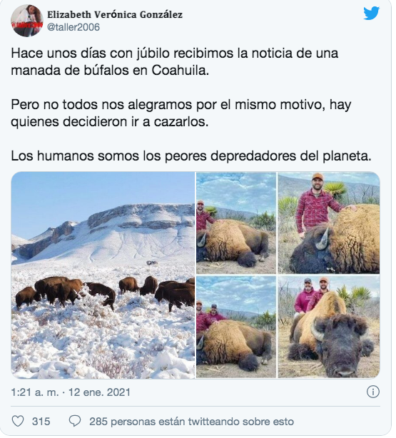 Fotos de bisonte asesinado son falsas: Conanp 1 136157715 1392933174383858 5323365931392374572 n