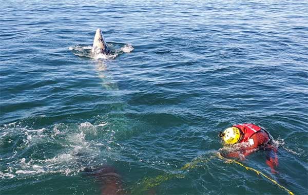 BALLENA