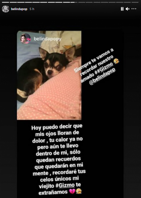 Belinda llora la muerte de su pequeño perro Gizmo 2 Captura de pantalla 2021 01 06 a las 9.40.58 a.m.