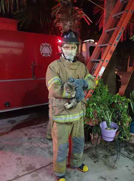Bomberos se vuelven héroes y rescatan a gatito de las alturas 1 Gato 2