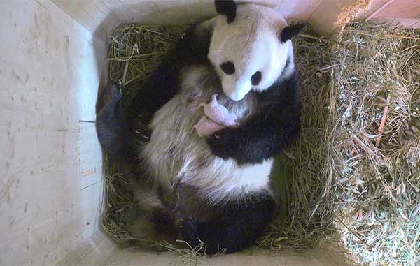 PANDA