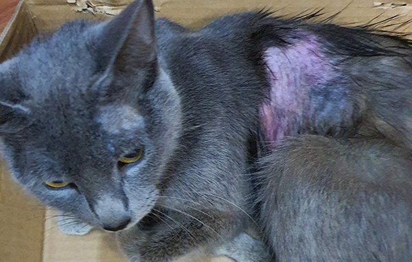 Celebran cumpleaños de gatita adoptada con una sesión fotográfica 3 146404349 3720036021412456 5705069236752224361 n