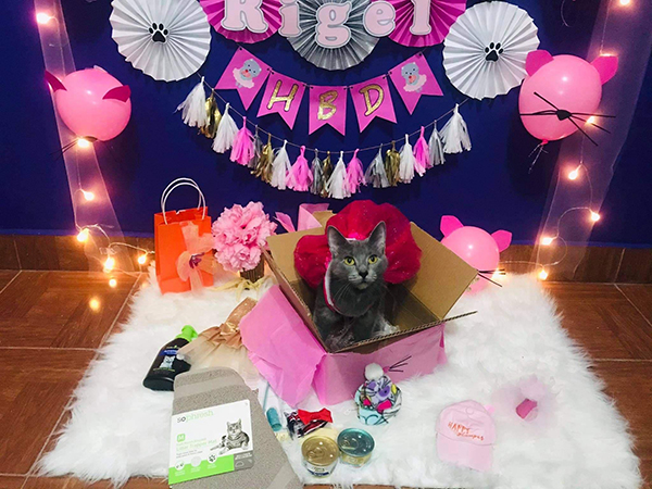Celebran cumpleaños de gatita adoptada con una sesión fotográfica 1 146463741 713381316204053 4550831314910514752 n