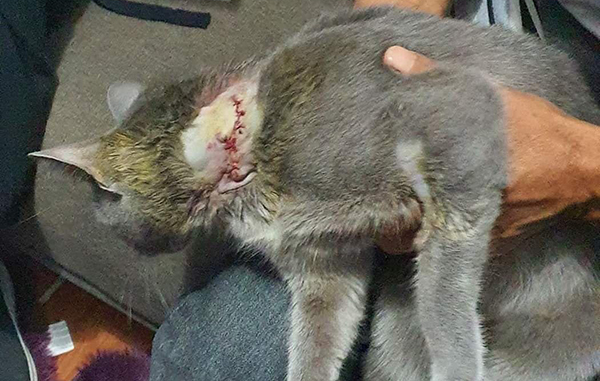 Celebran cumpleaños de gatita adoptada con una sesión fotográfica 4 146612882 798615727399490 4613258091109791716 n
