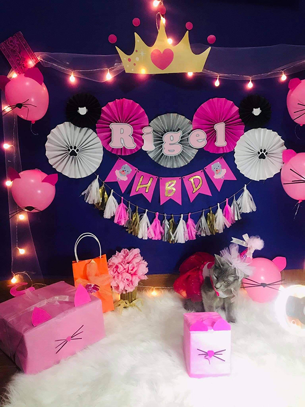 Celebran cumpleaños de gatita adoptada con una sesión fotográfica 2 147271211 520914308880374 1333464100174789222 n