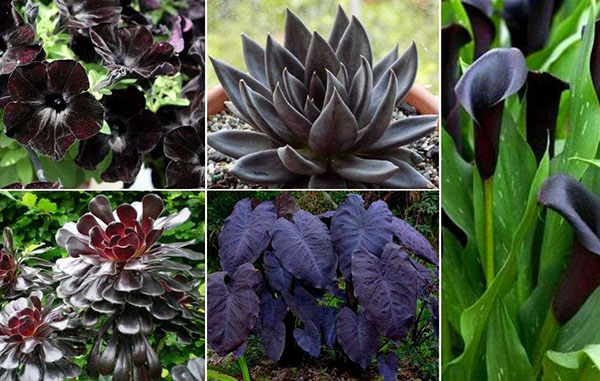 15-plantas-negras-para-departamentos
