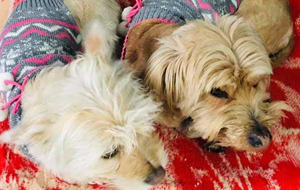 Invitan a abrigar mascotas durante este helado fin de semana 1 MASCOTA 1
