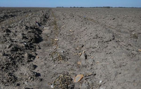 Declaran zona perdida al cultivo de Reynosa 1 campo