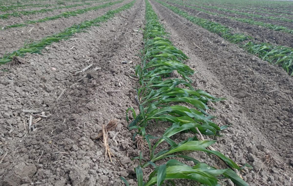 Declaran zona perdida al cultivo de Reynosa 2 cultivo