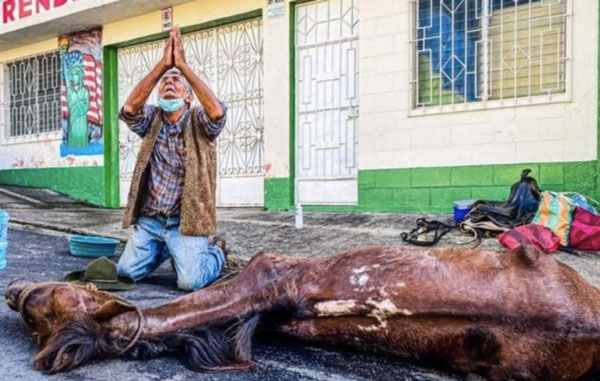 Anciano conmueve a sus vecinos al morir su caballo 1 srcaballo