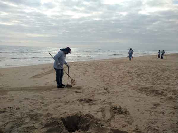 Gobierno de Ciudad Madero retira sargazo de playa Miramar 1 Miramar 2