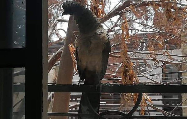 aves