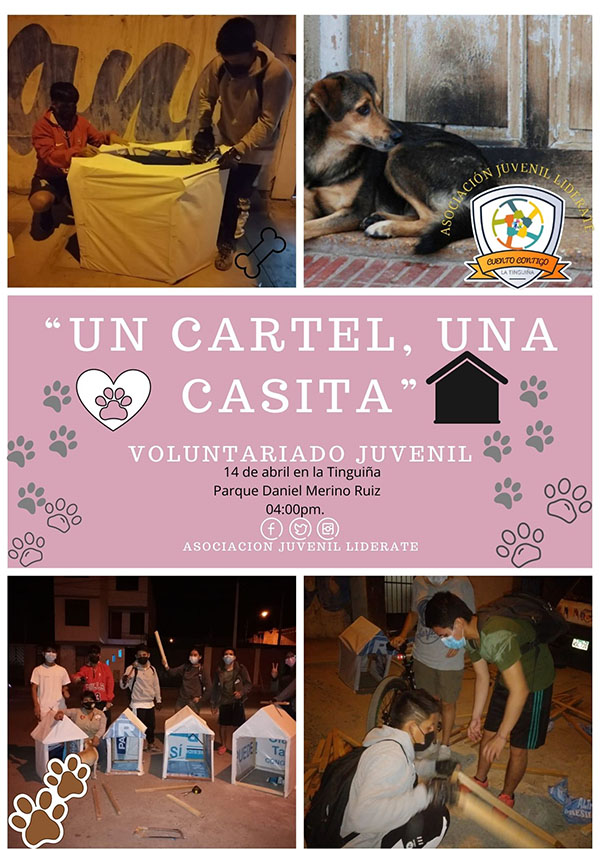 Convierten basura electoral en casas para perros callejeros 2 172491649 143903237672666 2543504699108044531 n