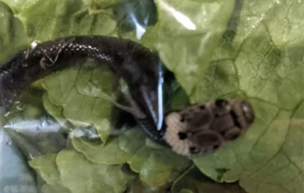 Compran una lechuga… se encuentran una serpiente 1 175950991 908972249664200 3211238247490560793 n