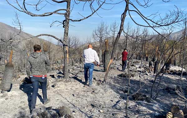 Piden apoyo para afectados por incendio en Miquihuana 1 INCENDIO 2