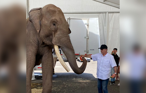 elefante