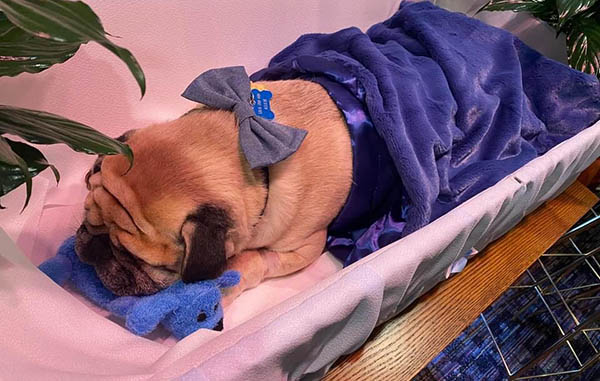 Hombre despide a su perro con un funeral 1 183153976 858759271657098 8359950780890328512 n