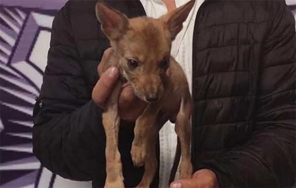 COYOTE