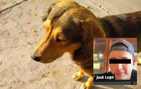 PERRO