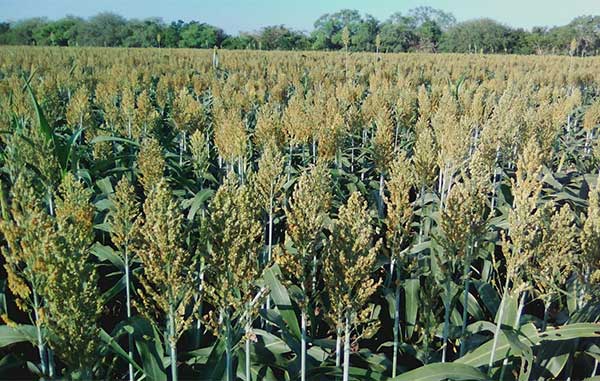 SORGO