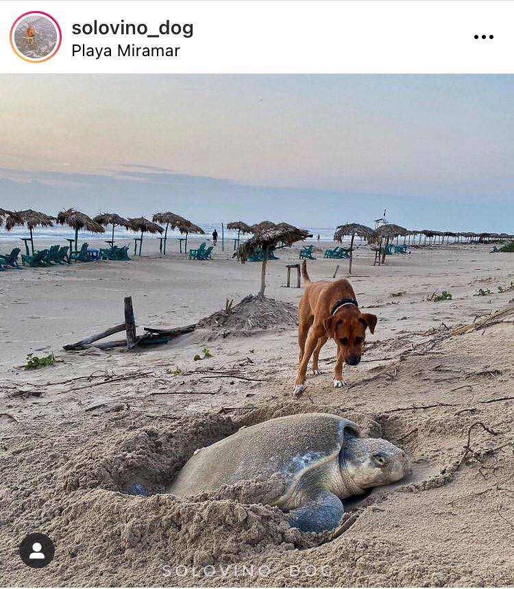 Perrito se hace viral por salvar tortugas en Tamaulipas 1 199442800 530442754814073 8835067653886180608 n