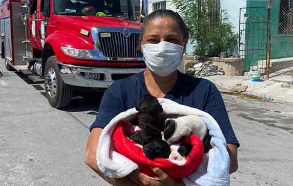 ¡Bravo! Bomberos de Reynosa salvan a 3 perritos tras 7 horas de trabajo 1 BOMBEROS 2
