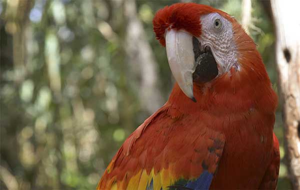 A Africam Safari la pandemia 'casi lo caza', pero sale adelante 1 GUACAMAYA