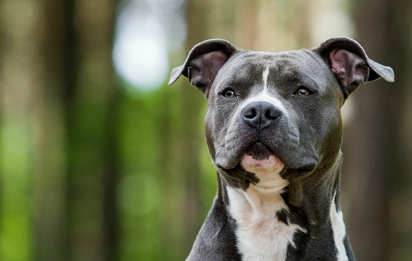 perro-pitbull-shutterstock_0_1_958_596