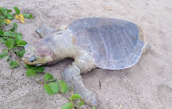 tortuga