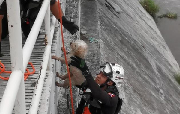Rescatan a perrito atrapado en canal de Monterrey 1 204045856 500960267684058 3143547618443074626 n