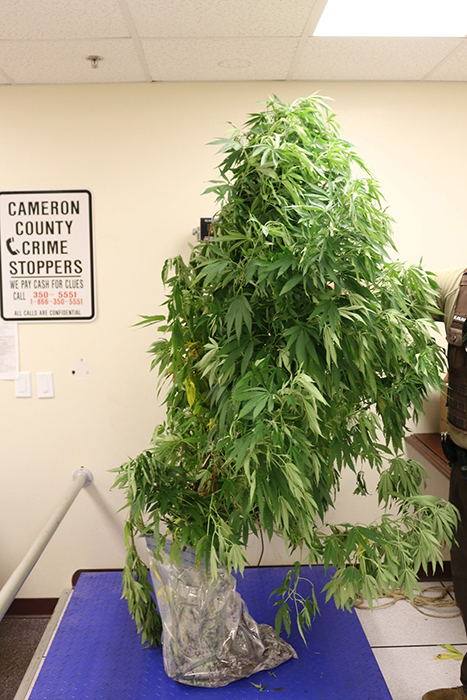 ¿Sería para las reumas? Encuentra árbol de marihuana en porche de casa 3 210158639 337737731225852 263287025421912745 n