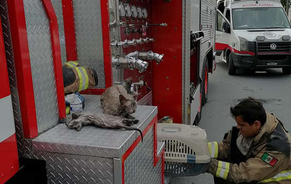 Rescatan a familia y gatitos de incendio en Apodaca 2 211623249 1450903191911331 4752002836303828908 n