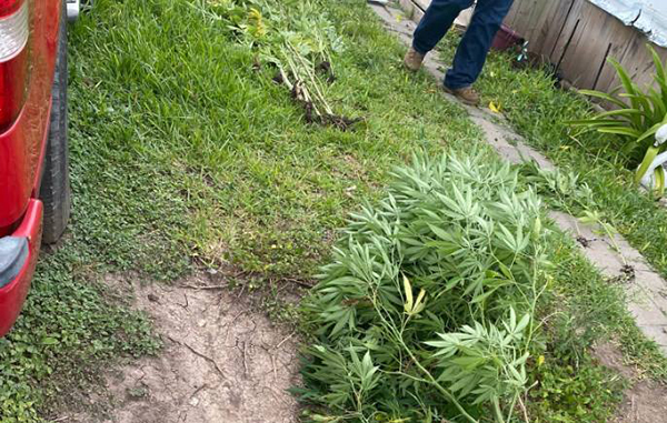 ¿Sería para las reumas? Encuentra árbol de marihuana en porche de casa 2 211976720 511967353554073 5143101129886728309 n