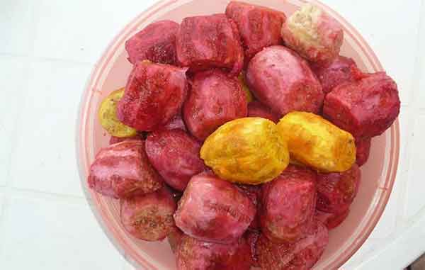TUNAS