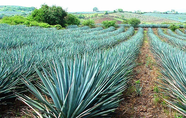 la-ruta-del-tequila-jalisco
