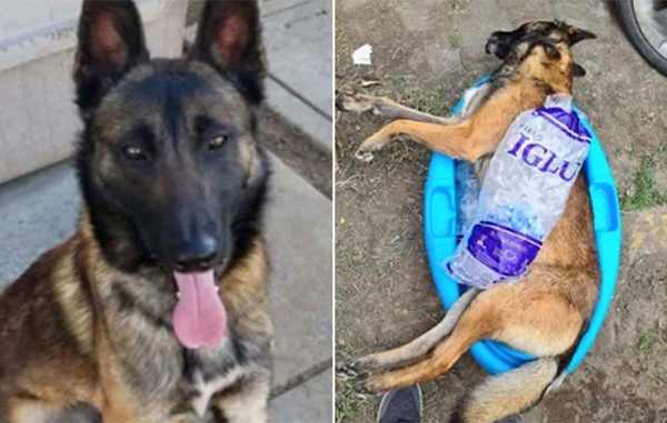 perrito