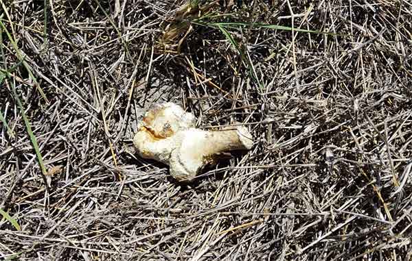 Encuentran restos óseos en la Bartolina 2 BARTOLINA 3