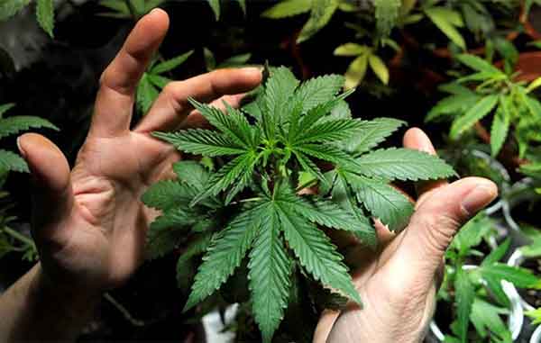 CANNABIS