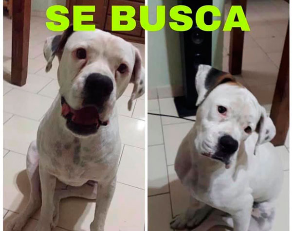 Gracias a rescate ciudadano perrita robada volverá a su hogar 5 Perrita 1