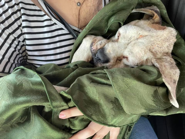 Gracias a rescate ciudadano perrita robada volverá a su hogar 2 Perrita 3